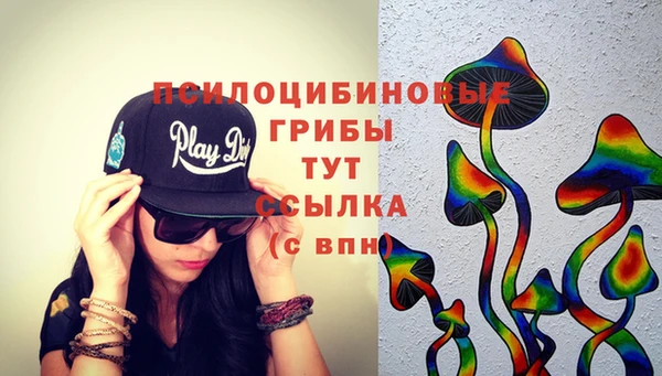 индика Ельня