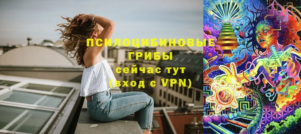 индика Ельня